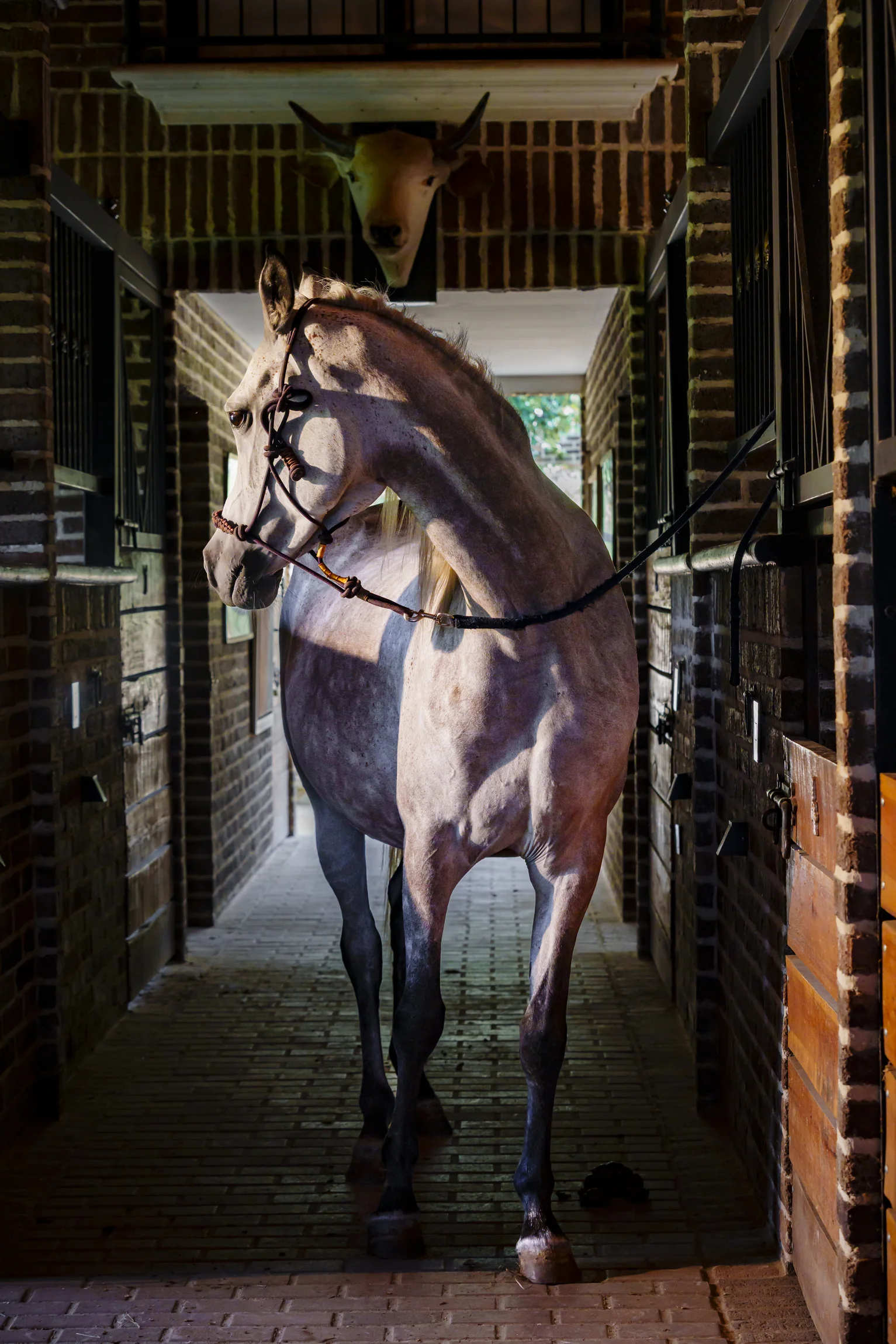 Baroque_Bloodlines-Finales-6_DSC06399