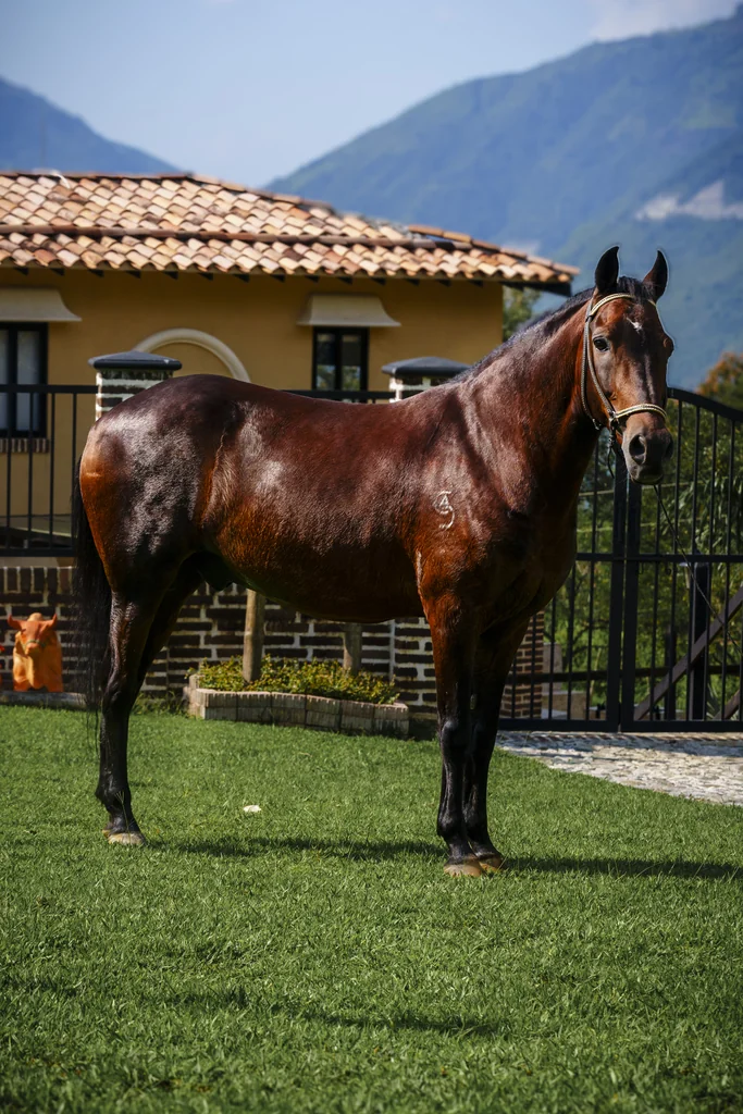 Baroque-Bloodlines-Criollo 5