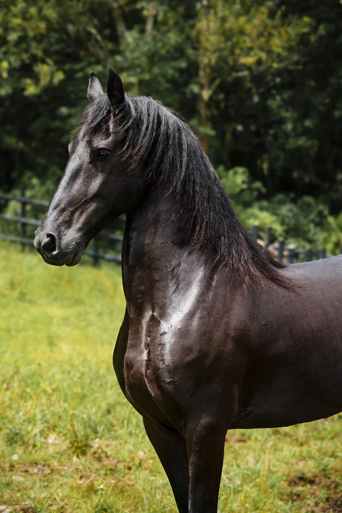 Hada De Luz-Baroque-Bloodlines-6 77