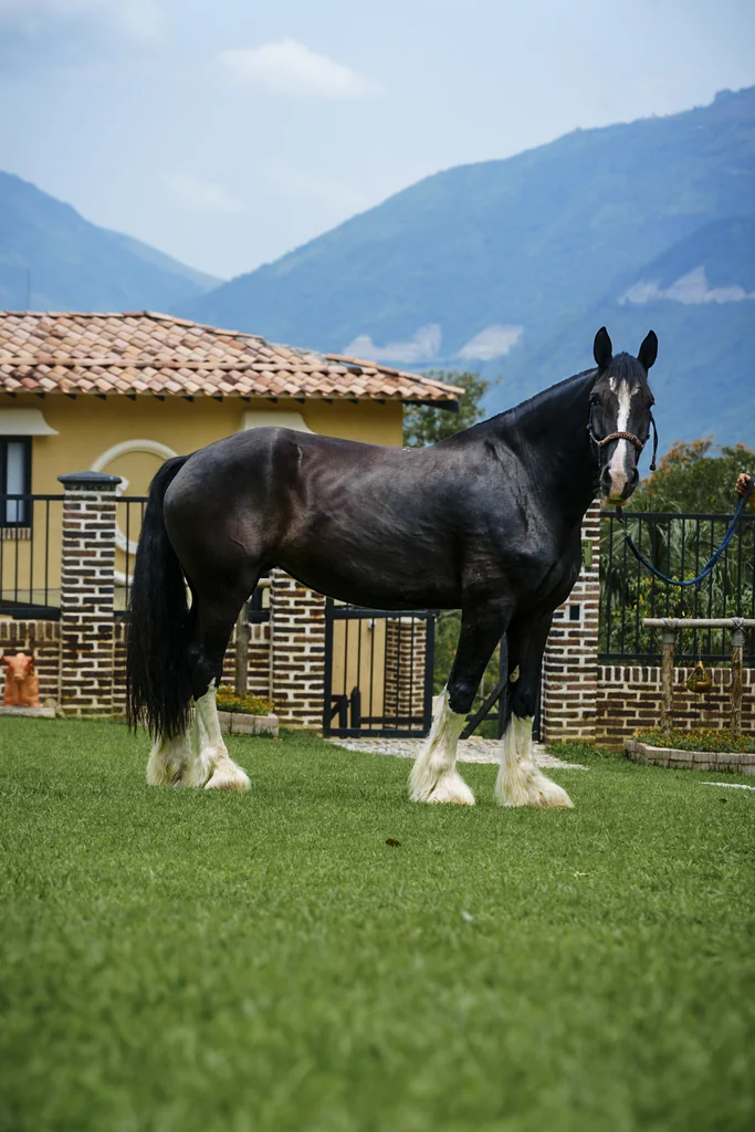Isabella-Baroque-Bloodlines-6 28